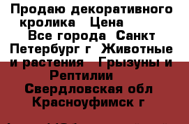 Продаю декоративного кролика › Цена ­ 500 - Все города, Санкт-Петербург г. Животные и растения » Грызуны и Рептилии   . Свердловская обл.,Красноуфимск г.